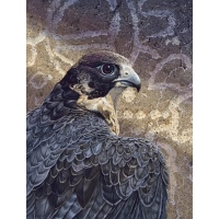 Canyon Spirit- (peregrine falcon)